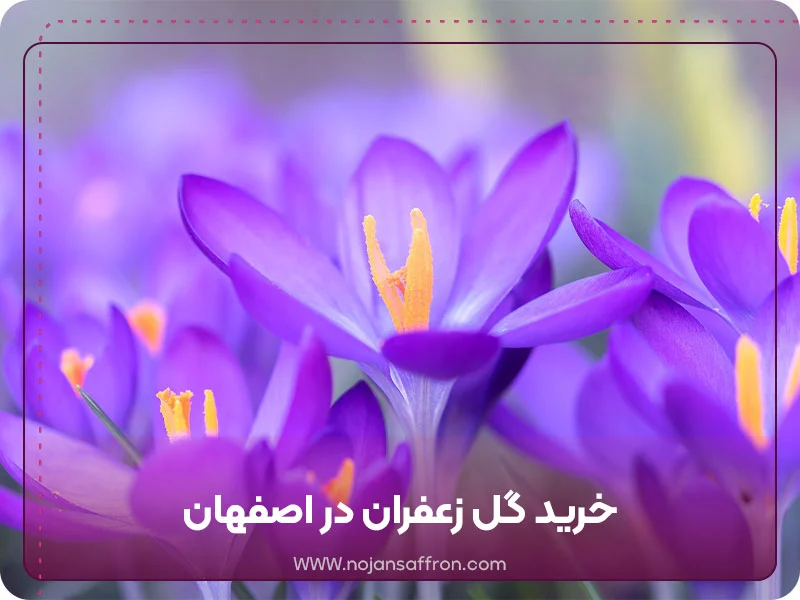 خرید گل زعفران در اصفهان