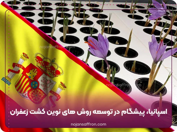 اسپانیا پیشگام در توسعه روش های نوین کشت زعفران