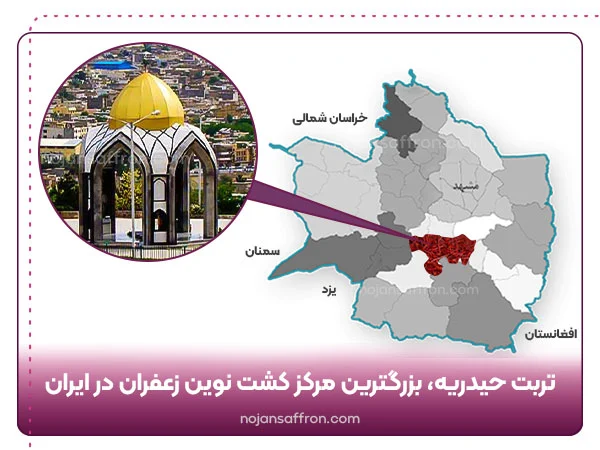تربت حیدریه، بزرگترین مرکز کشت نوین زعفران در ایران 