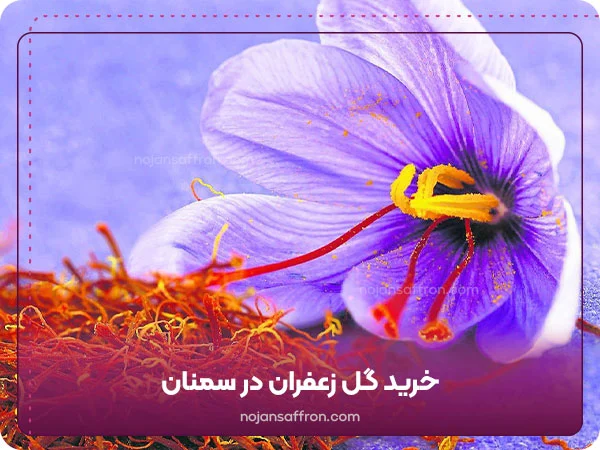 خرید گل زعفران در سمنان