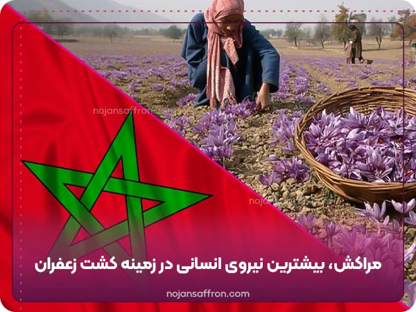 مراکش بیشترین نیروی انسانی در زمینه کشت زعفران